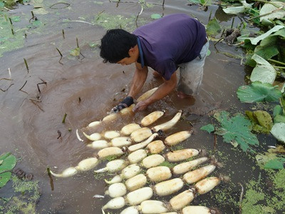 Lotus Root Planting Base