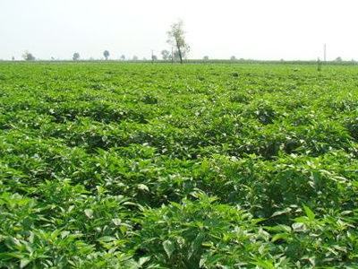 Green pepper planting base