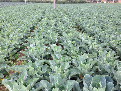 Broccoli (Broccoli) Planting Base